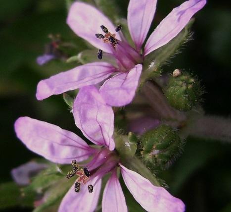 scientifico Foto