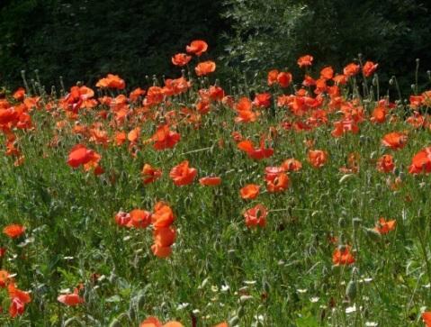 Papaver rhoeas L. subsp.