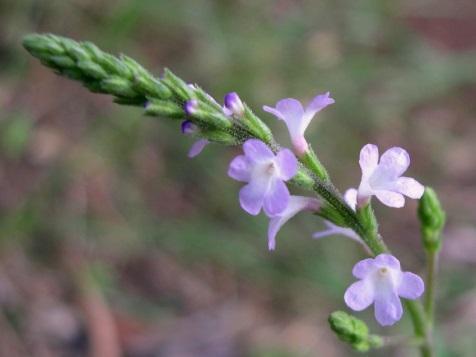 Verbena