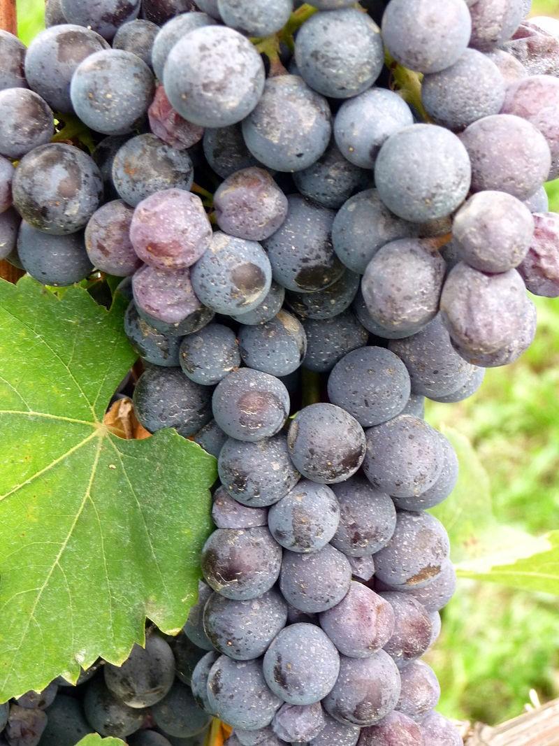 Il nebbiolo: 1 Il nome potrebbe derivare da "nebbia", in quanto gli acini sono ricoperti da abbondante pruina; oppure dal fatto che è un'uva che viene vendemmiata in ottobre avanzato, quando è