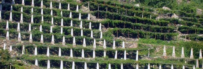 Principali vitigni a bacca nera della Val d Aosta Vitigni tradizionali PETIT ROUGE FUMIN CORNALIN