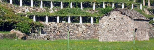 Principali vitigni a bacca bianca della Val d Aosta Vitigni tradizionali PRIE BLANC PETITE ARVINE MUSCAT