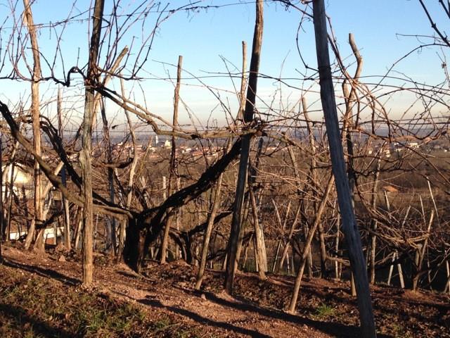 /km² Clima continentale con forti escursioni termiche giornaliere e annuali, con estati fresche in collina