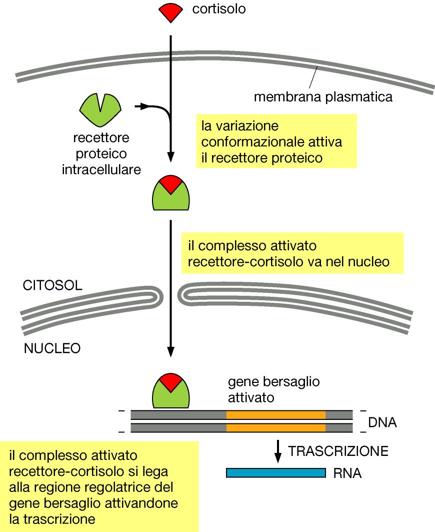 Negli uomini la mancanza di recettore per il testosterone, responsabile nel maschio della formazione dei