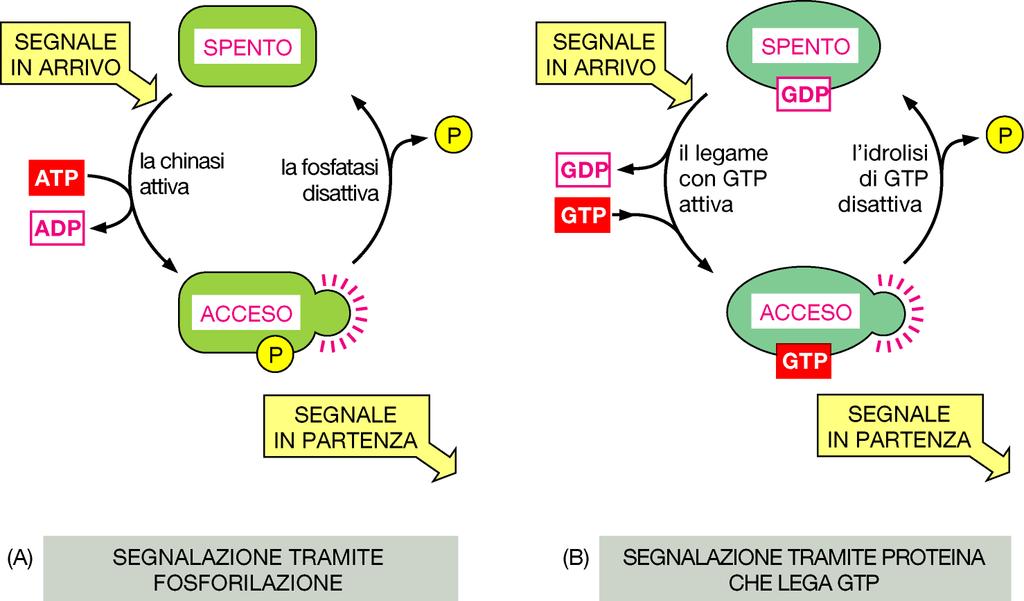 Interruttori molecolari I segnali extracellulari che arrivano ai recettori accoppiati alle proteine G e ai recettori legati ad enzimi, passano a molecole intracellulari, per lo più proteine ma anche