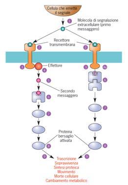 Le cellule comunicano e interagiscono tra loro tramite il fenomeno della segnalazione cellulare Una cellula segnalatrice produce una molecola segnale, riconosciuta da una cellula bersaglio, per mezzo