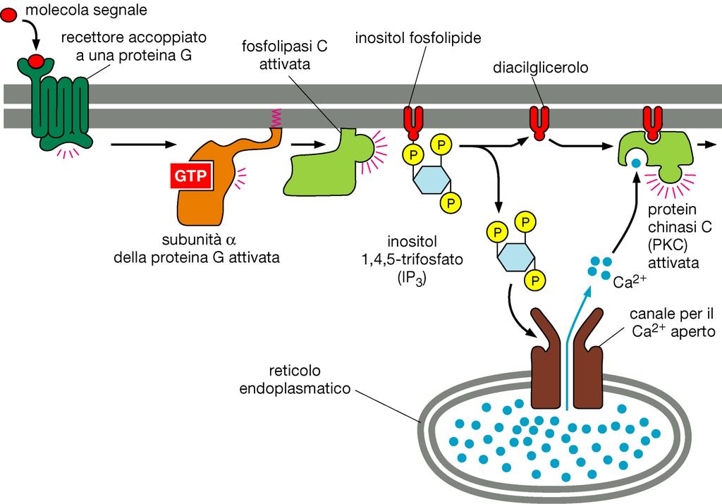 La via del fosfolipide inositolo In questo caso un tipo di proteina G,