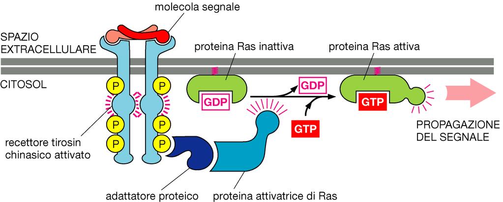 I recettori tirosin chinasici attivano la proteina Ras che lega il GTP Fattori di