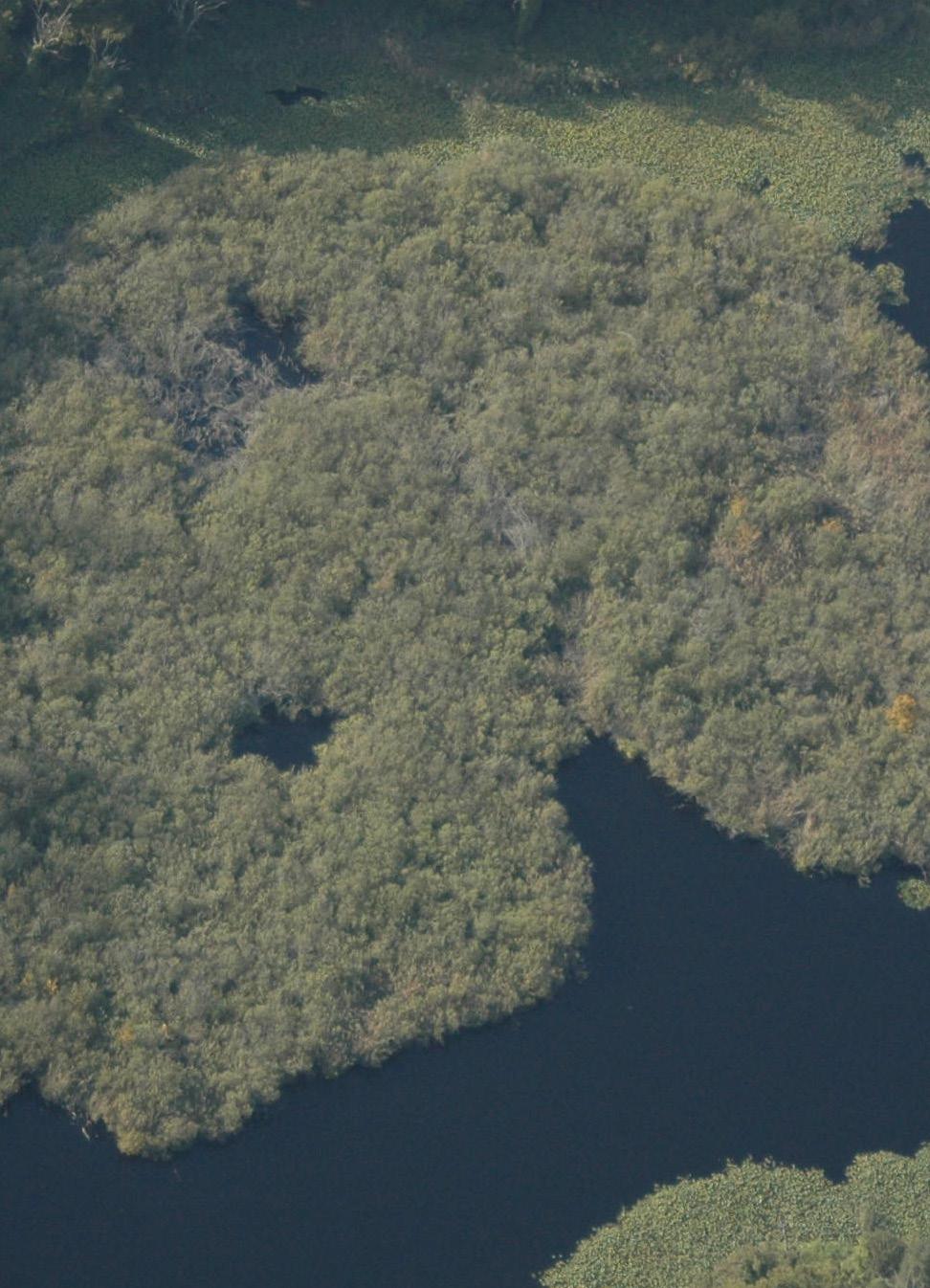 anichini e simulatori sull accesso v 1 Scenario: Preparazione vena giugulare interna eco guidata e con preparazione del campo sterile, scelta dei ferri e materiali chirurgici necessari;