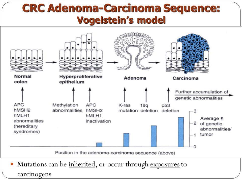 Nel 1990 Fearon e Vogelstein pubblicarono un modello raffinato per spiegare la carcinogenesi colica-la cosiddetta sequenza adenoma carcinoma- suggerendo la necessità di almeno 4