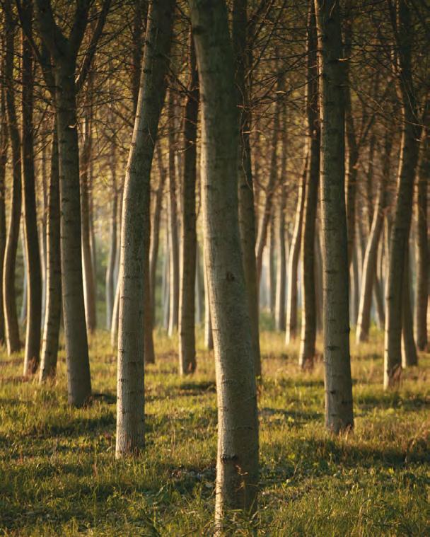 IL SISTEMA DEI PARCHI È l insieme delle ricchezze naturalistiche e ambientali, una natura marginale, residuale, sopravvissuta alla sfruttamento agricolo o amorevolmente ricostruita. Oltre 9.