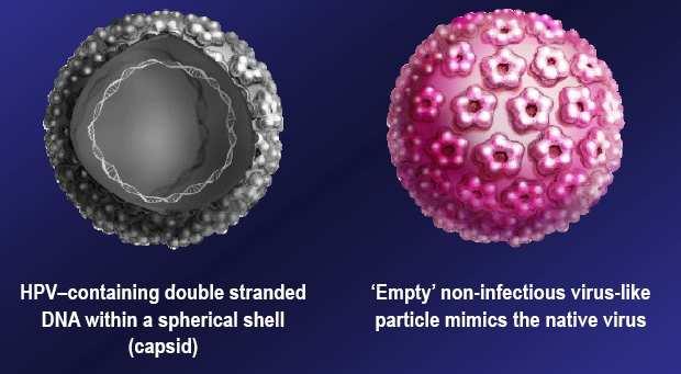 COMPOSIZIONE DEI VACCINI HPV particelle simil-virali