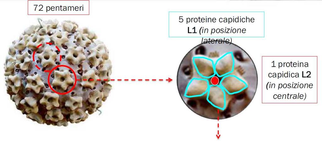 cellule eucariotiche IL VACCINO E SICURO perchè