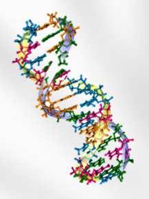 qpcr DNA 52 min Kit