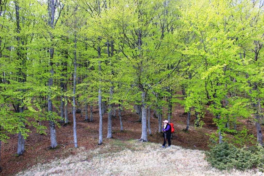 tra le piante. Si raggiunge così un pianoro, da dove ci si inoltra nel fitto bosco di faggi.