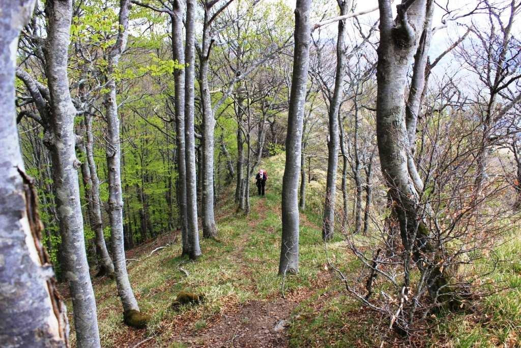 Tra gli alberi, non esiste un vero e proprio sentiero e si sale a tornanti cercando la