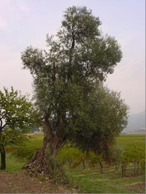 OLIVO Famiglia: Oleaceae Genere: Olea Specie: Olea europaea Nome comune: MONTECAPRA Sinonimi accertati: nessuno Sinonimie errate: nessuna Denominazioni dialettali locali (indicare la località):