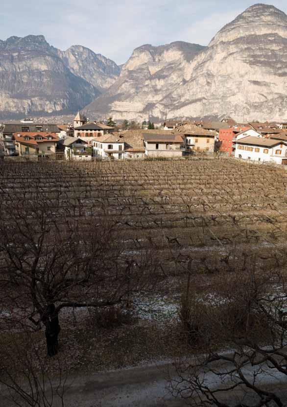 Masetti Cent anni LAGREIN Dei 17.000 metri quadri della vigna Masetti, in località Gries, al centro dell abitato di Salorno, 9.500 sono destinati a Lagrein da oltre cent anni.