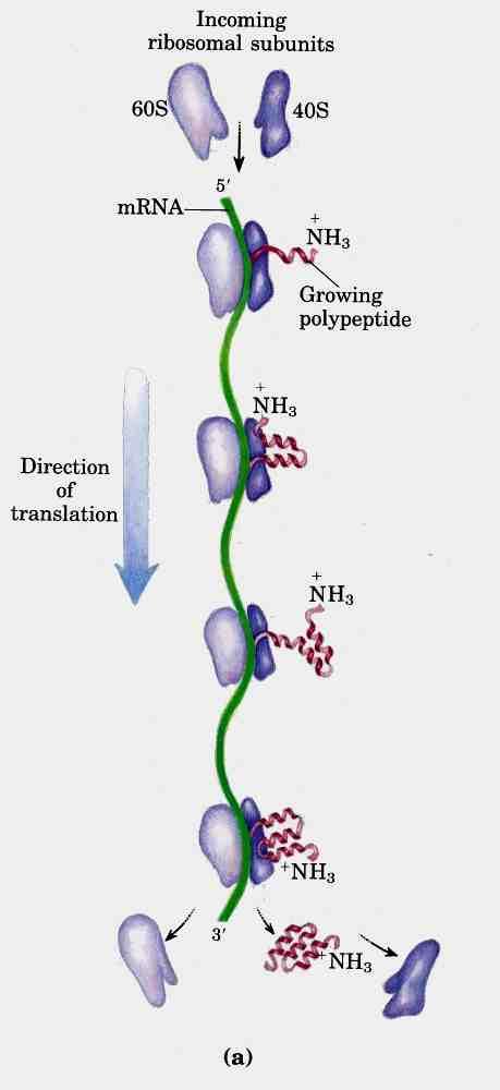 MFN0366-A1 (I. Perroteau) - Ribosomi e sintesi proteica La sintesi proteica inizia nel citoplasma con l aggancio della piccola subunità ribosomale al estremità 5 dell mrna.