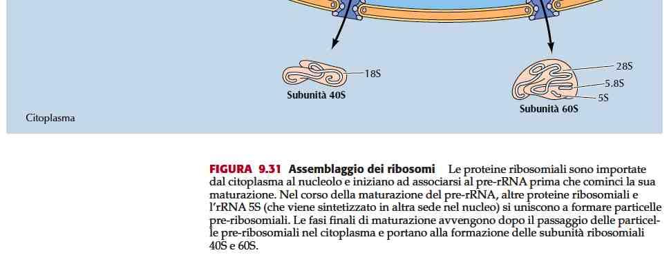 Trascrizione