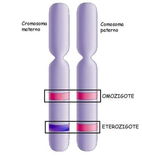Cromosomi ROSA : gene difettoso Omozigote =