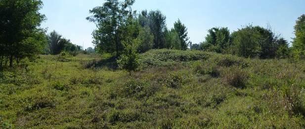 caratterizzata dalla presenza di numerosi esemplari di Salix. SP.
