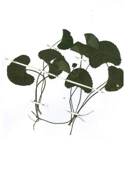 Centella