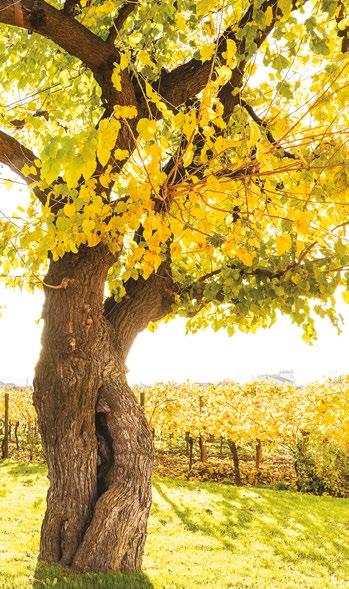 REQUISITI Per accedere a Camminare le vigne: luoghi, persone e cultura del vino italiano è necessario aver frequentato con successo un corso di primo livello promosso da una qualificata agenzia