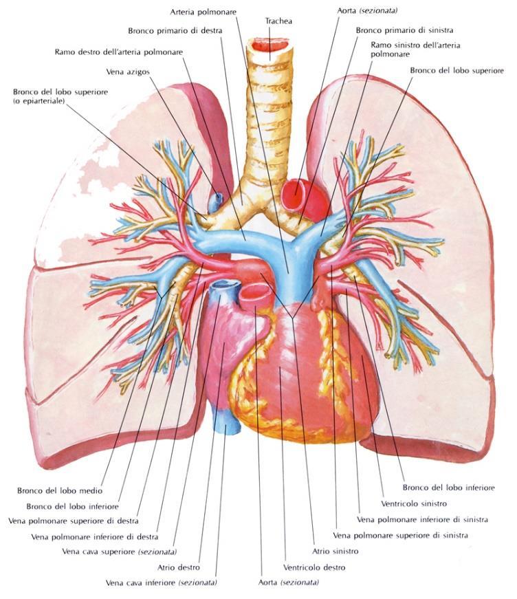 Embolia polmonare acuta senza infarto La maggior parte ( 75%) degli emboli di piccole-medie dimensioni non provoca infarto poiché la doppia circolazione polmonare solitamente protegge contro la
