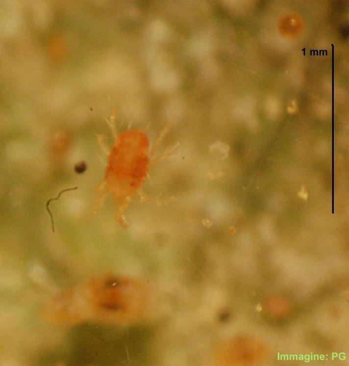 Tetranycus urticae (ragnetto rosso) L'azione parassitaria di questo microscopico ragnetto si manifesta con punteggiature e scolorimenti, an Nelle regioni a clima mite è sempre