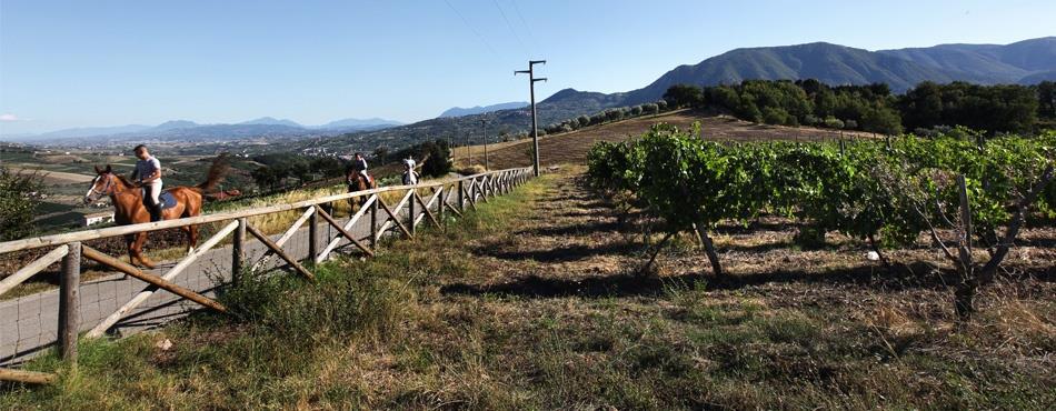 L'ottima esposizione solare delle vigne, la dolce pendenza delle colline e le basse rese per ettaro, consentono di ottenere