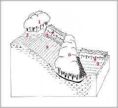 Pascolo Centaureo bracteatae-brometum erecti - 5. Megaforbie nitrofile, aggruppamento a Pulicaria dysenterica 6. Infestanti del vigneto, aggruppamento a Cynodon dactylon e Convolvulus arvensis 7.