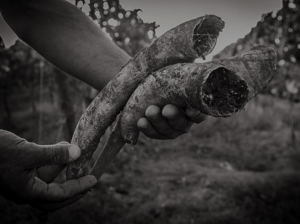 A Podere San Cristoforo particolare attenzione è rivolta alla salvaguardia dei suoli, rimanendo sensibile allo stretto rapporto con le vigne ed i vini.