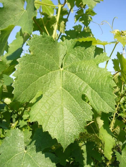 Foglia CENNI STORICI, ORIGINE, DIFFUSIONE Foto Consorzio Tutela Vini Reggiani Grappolo Viene chiamata anche Fogarina di Gualtieri, perché il comprensorio di questo Comune rappresenta l area storica