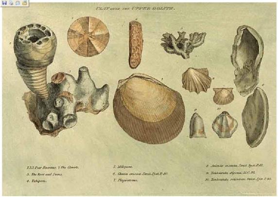 a seconda della loro posizione nella succesione: in particolare che in una serie di strati di rocce sedimentarie i fossili più antichi si trovavano negli strati più bassi e che fossili