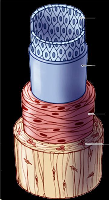 Arteria muscolare (coronarie) endotelio lamina basale