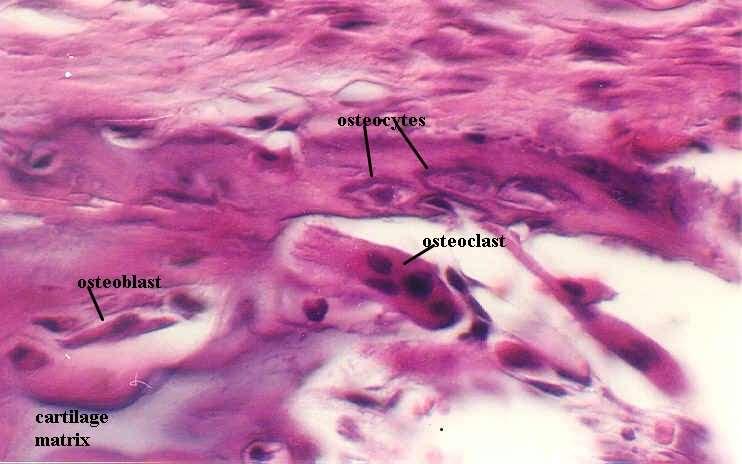 osteoclasti in questo punto è in atto il