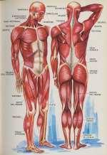 Dall anatomia d