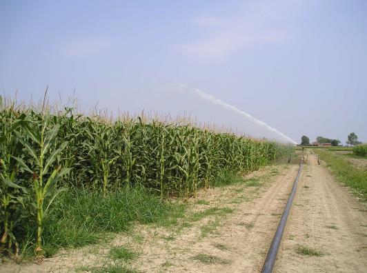 Punti critici del mais Richiede elevati volumi irrigui ed irrigazioni tempestive; Richiede elevati input di azoto per fornire produzioni