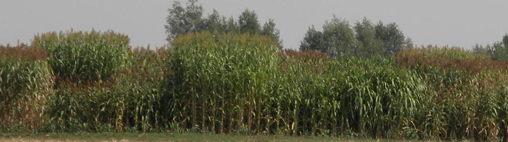 Sorgo di biomassa, punti di forza: Resistenza agli stress idrici (il sorgo di primo raccolto si coltiva senza irrigazione nel nord Italia e con minor apporto in secondo raccolto); limitate esigenze