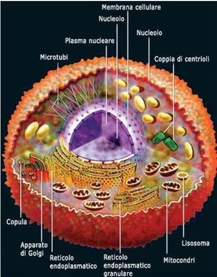 Il Metabolismo delle Cellule La matrice extracellulare costituisce il sistema di base dell organismo dove avvengono le più importanti reazioni e gli scambi organici.