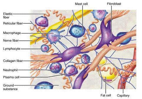 La sua sfera di azione è il liquido extracellulare Il sistema fondamentale, o mesenchima, che compone l organismo umano per l 80%, ha funzioni di - Protezione - Nutrizione e controllo per tutte le