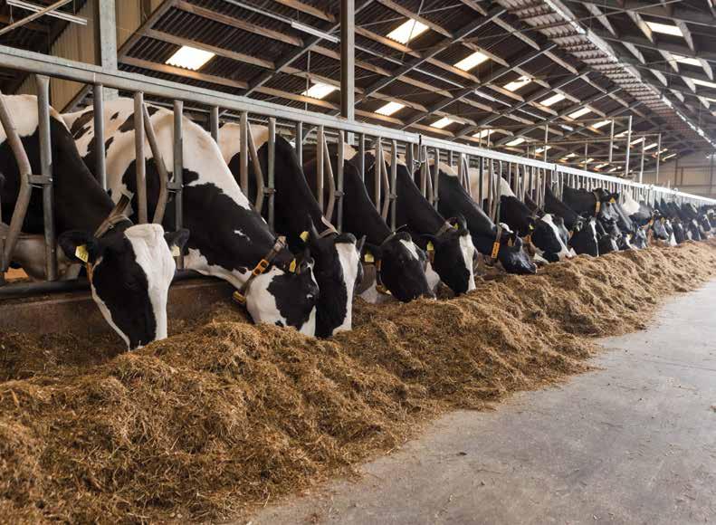 Supporto alla salute e alle prestazioni dei ruminanti Di fronte alla crescente domanda mondiale di prodotti lattiero-caseari può essere confortante sapere che il potenziale genetico delle vacche da