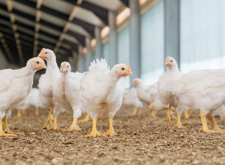 Mantenere il giusto equilibrio per un efficiente allevamento avicolo Con la crescente domanda mondiale di proteine, il consumo di prodotti come uova e carne di pollo è in aumento.