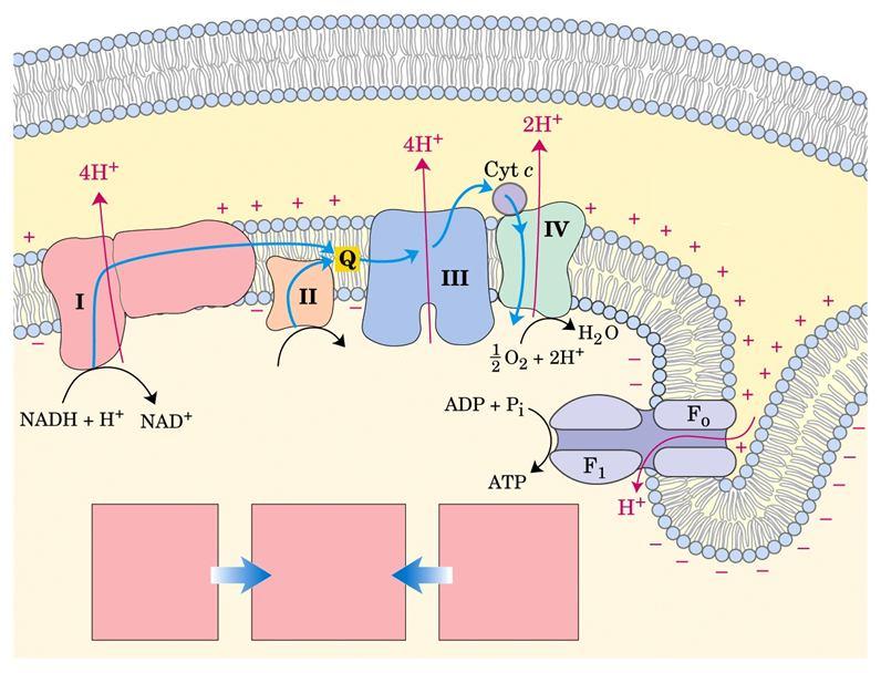 Le catene di trasporto degli elettroni citosol percorso degli elettroni spazio intermembranario succinato matrice fumarato