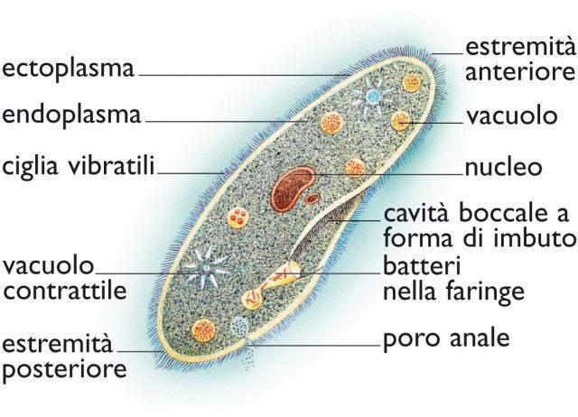 Protozoi La parola protozoo deriva dal greco e significa letteralmente primo animale : questi microscopici organismi