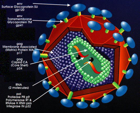 Lentivirus CARATTERISTICHE DI HIV virus diploide genoma a RNA positivo (senso) di circa 10 kb dopo la RT virale usa la polimerasi dell ospite http://biology.kenyon.edu/slonc/gene-web/lentiviral/index.