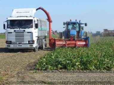 miscelazione con altre matrici; Produzione di 440 Nm 3 /t SV di biogas al 56% di metano ; Reddito