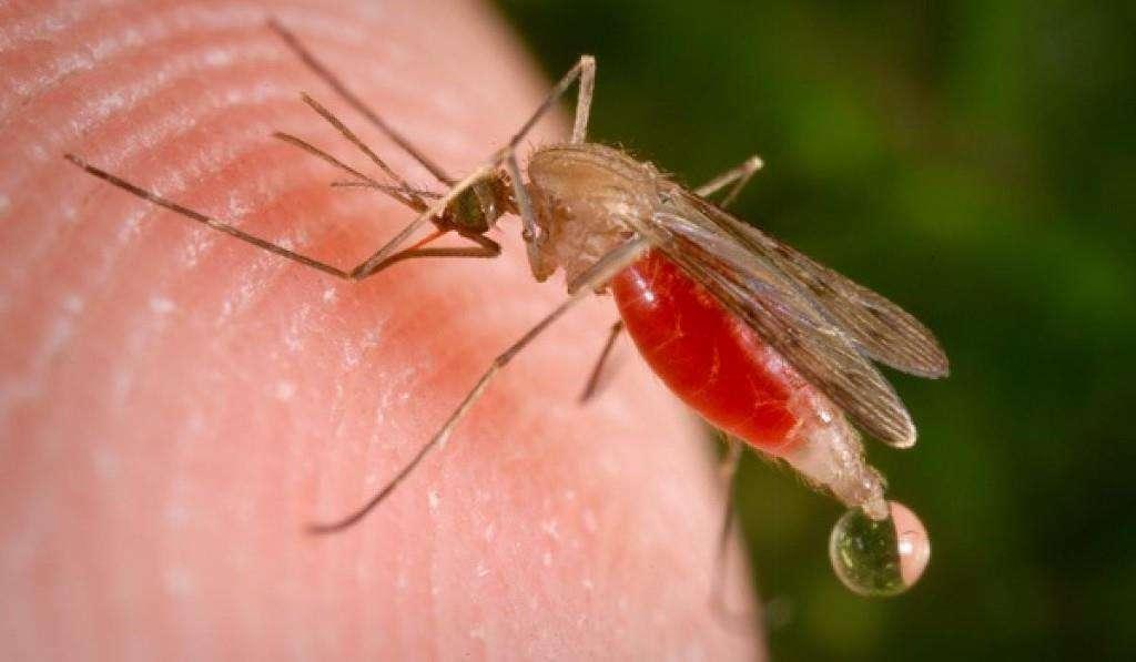 La Malaria: attualità e vademecum preventivo/profilattico Mauro Baldeschi