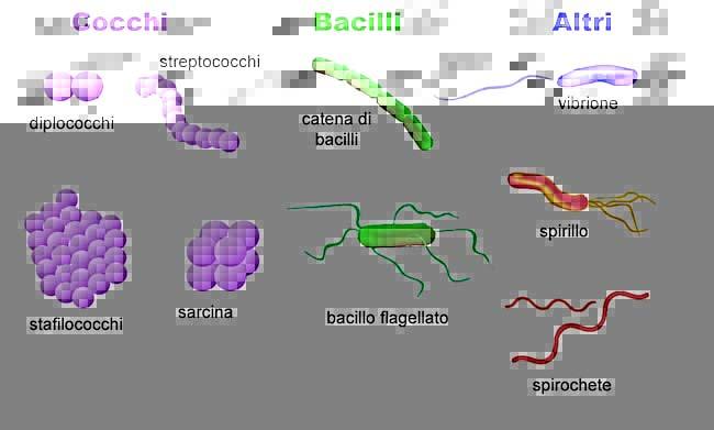 BATTERI Organismi più piccoli e diffusi in natura Cellula senza nucleo Forme